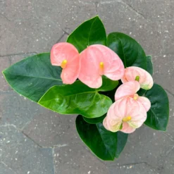 Flamingoblume 'Spirit Champion' Hellrosa, Inkl. Übertopf Dallas, Topf-Ø 12 Cm -Zimmer & Garten Verkäufe 0210650621 Anthurium a Spirit Champion hellrosa T12 Dallas weiss 4 126786