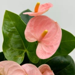 Flamingoblume 'Spirit Champion' Hellrosa, Inkl. Übertopf Dallas, Topf-Ø 12 Cm -Zimmer & Garten Verkäufe 0210650621 Anthurium a Spirit Champion hellrosa T12 Dallas weiss 5 126787