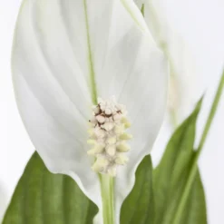 Einblatt 'Bellini' In Übertopf Vibes Blau, Topf-Ø 13 Cm, Höhe Ca. 30 Cm -Zimmer & Garten Verkäufe 0210660098 0210660099 0210660100 0210660101 Spathiphyllum Bellini 1 124913 1