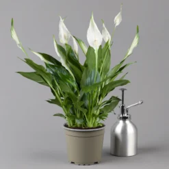 Einblatt 'Bellini' In Übertopf Vibes Blau, Topf-Ø 13 Cm, Höhe Ca. 30 Cm -Zimmer & Garten Verkäufe 0210660098 0210660099 0210660100 0210660101 Spathiphyllum Bellini 124912 1