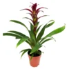 Guzmania 'Indian Night', Topf-Ø 12 Cm, Rot, Höhe Ca. 50 Cm