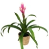 Guzmania 'Candy', Rosa-weiß, Topf-Ø 13 Cm, Mit Korb Maki, Höhe Ca. 55 Cm