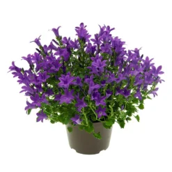 Glockenblume 'Get Mee'®, Blau Und Weiß, Topf-Ø 10,5 Cm, Höhe Ca. 15 Cm -Zimmer & Garten Verkäufe 0210800017 Campanula Get mee blau 10 5cm1