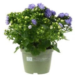 Glockenblume 'Like Mee'®, Blau Und Weiß, Topf-Ø 10,5 Cm, Höhe Ca. 15 Cm, 6er-Set -Zimmer & Garten Verkäufe 0210800201 Campanula Like Mee blau 6er Set 6xblau 105cm Topf2
