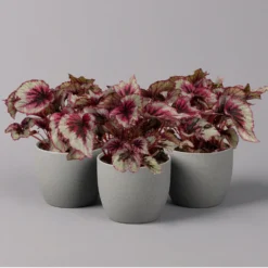 Blattbegonie 'Evening Glow', Topf-Ø 12 Cm, Höhe Ca. 25 Cm, 3er-Set