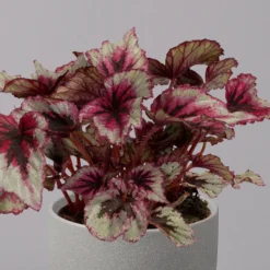 Blattbegonie 'Evening Glow', Topf-Ø 12 Cm, Höhe Ca. 25 Cm, 3er-Set -Zimmer & Garten Verkäufe 0210900311 Blattbegonie Evening Glow 3er Set 3