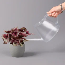 Blattbegonie 'Evening Glow', Topf-Ø 12 Cm, Höhe Ca. 25 Cm, 3er-Set -Zimmer & Garten Verkäufe 0210900311 Blattbegonie Evening Glow 3er Set 4