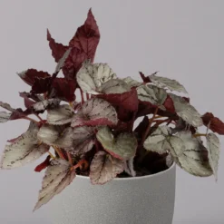 Blattbegonie 'Maori Haze', Topf-Ø 12 Cm, Höhe Ca. 25 Cm, 3er-Set -Zimmer & Garten Verkäufe 0210900314 Blattbegonie Maori Haze 3er Set 3