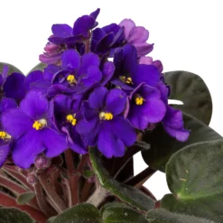 Usambaraveilchen, Dunkelblau, Topf-Ø 12 Cm, 6er-Set -Zimmer & Garten Verkäufe 0210950102 0210950107 Saintpaulia blau T12cm 6er Set 1 116378