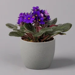 Usambaraveilchen, Dunkelblau, Topf-Ø 12 Cm, 6er-Set -Zimmer & Garten Verkäufe 0210950102 Saintpaulia blau T12cm H20cm 6erSet1 116376