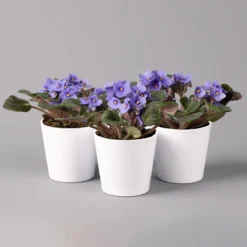 Usambaraveilchen In Keramiktopf Dallas Weiß, Hellblau, Topf-Ø 12 Cm, 3er-Set