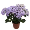 Hortensie 'Double Dutch', Blau, Topf-Ø 14 Cm, Höhe Ca. 40 Cm