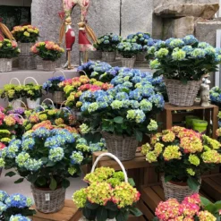 Hortensie 'Leuchtfeuer', Busch, Rot, Topf-Ø 23 Cm, Höhe Ca. 50 Cm -Zimmer & Garten Verkäufe 021130 hydrangea 2