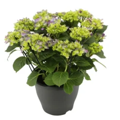 Hortensie 'Early Blue', Busch, Topf-Ø 23 Cm, Höhe Ca. 50 Cm