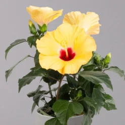 Hibiskus, Gelb, Topf-Ø 13 Cm, Höhe Ca. 35 Cm, 2er-Set -Zimmer & Garten Verkäufe 0213100205 Hibiscus gelb 2er Set WS 3