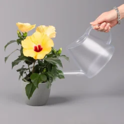 Hibiskus, Gelb, Topf-Ø 13 Cm, Höhe Ca. 35 Cm, 2er-Set -Zimmer & Garten Verkäufe 0213100205 Hibiscus gelb 2er Set WS 4