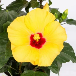 Hibiskus, Gelb, Topf-Ø 13 Cm, Höhe Ca. 35 Cm, 2er-Set -Zimmer & Garten Verkäufe 0213100205 Hibiscus gelb 2er Set WS 5