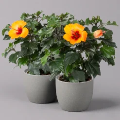 Hibiskus, HibisQs Graff® 'Petit Orange', Topf-Ø 13 Cm, Höhe Ca. 35 Cm, 2er-Set