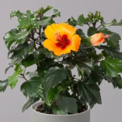 Hibiskus, HibisQs Graff® 'Petit Orange', Topf-Ø 13 Cm, Höhe Ca. 35 Cm, 2er-Set -Zimmer & Garten Verkäufe 0213100211 Hibiscus Petit Orange 2er Set 3