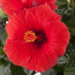 Hibiskus, Rot, Mit Keramiktopf Dallas Weiß, Topf-Ø 13 Cm, Höhe Ca. 35 Cm -Zimmer & Garten Verkäufe 0213100214 0213100215 0213100216 0213100229 0213100230 Hibiscus rot 1