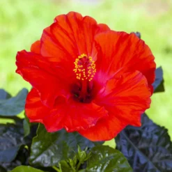 Hibiskus, Rot, Mit Keramiktopf Dallas Weiß, Topf-Ø 13 Cm, Höhe Ca. 35 Cm -Zimmer & Garten Verkäufe 0213100214 0213100215 0213100216 0213100229 0213100230 Hibiscus rot 2