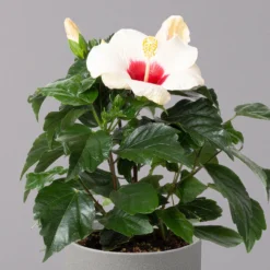 Hibiskus, Weiß, Topf-Ø 13 Cm, Höhe Ca. 35 Cm, 2er-Set -Zimmer & Garten Verkäufe 0213100220 Hibiscus ohne Topf weiss 2er Set 3