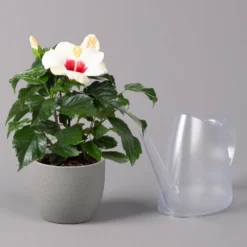 Hibiskus, Weiß, Topf-Ø 13 Cm, Höhe Ca. 35 Cm, 2er-Set -Zimmer & Garten Verkäufe 0213100220 Hibiscus ohne Topf weiss 2er Set 4