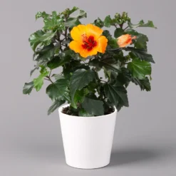Hibiskus, Graff® 'Petit Orange', Mit Keramiktopf Dallas Weiß, Topf-Ø 13 Cm