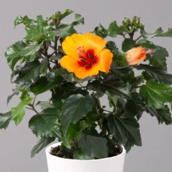 Ausgewählte Produkte -Zimmer & Garten Verkäufe 0213100227 Hibiscus Petit Orange mit Topf Dallas weiss 2
