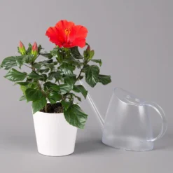 Hibiskus, Rot, Mit Keramiktopf Dallas Weiß, Topf-Ø 13 Cm, Höhe Ca. 35 Cm -Zimmer & Garten Verkäufe 0213100229 Hibiscus rot Topf Dallas weiss 3