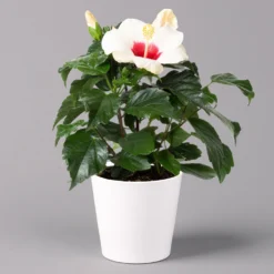 Ausgewählte Produkte -Zimmer & Garten Verkäufe 0213100233 Hibiscus weiss Topf Dallas weiss 1