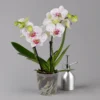 Phalaenopsis 'Spirit' Weiß Gesprenkelt, 2 Rispen, Topf-Ø 12 Cm, Höhe Ca. 50 Cm