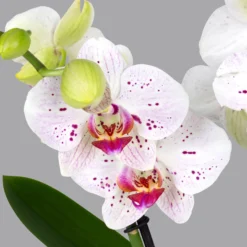 Ausgewählte Produkte -Zimmer & Garten Verkäufe 0215152574 phalaenopsis spirit white special 2 122724