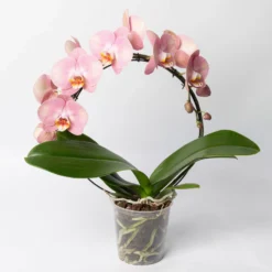 Ausgewählte Produkte -Zimmer & Garten Verkäufe 0215250519 Phalaenopsis Moon rosa T12 1 117182
