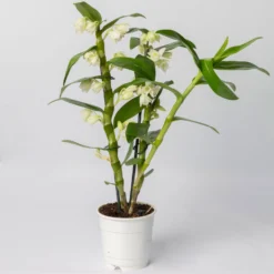Dendrobium, Weiß, Topf-Ø 12 Cm, Höhe Ca. 50-60 Cm