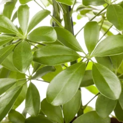 Schefflera Arboricola 'Nora', Topf-Ø 21 Cm, Höhe Ca. 55 Cm -Zimmer & Garten Verkäufe 0220106951 Schefflera arbor Nora