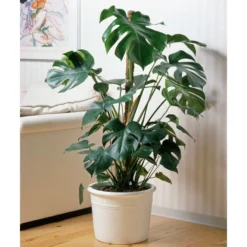 Ausgewählte Produkte -Zimmer & Garten Verkäufe 0220107421 Monstera deliciosa moosstab