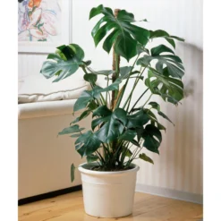 Monstera Deliciosa, Topf-Ø 21 Cm, Höhe Ca. 50-70 Cm -Zimmer & Garten Verkäufe 0220107660 Monstera Busch