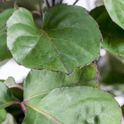 Polyscias 'Fabian', Topf-Ø 17 Cm, Höhe Ca. 60 Cm -Zimmer & Garten Verkäufe 0220107719 Polyscias Fabian 17cm 60cm1