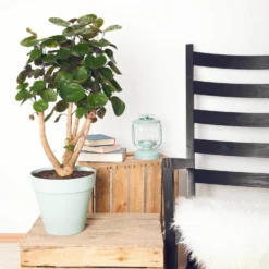 Polyscias 'Fabian', Topf-Ø 17 Cm, Höhe Ca. 60 Cm