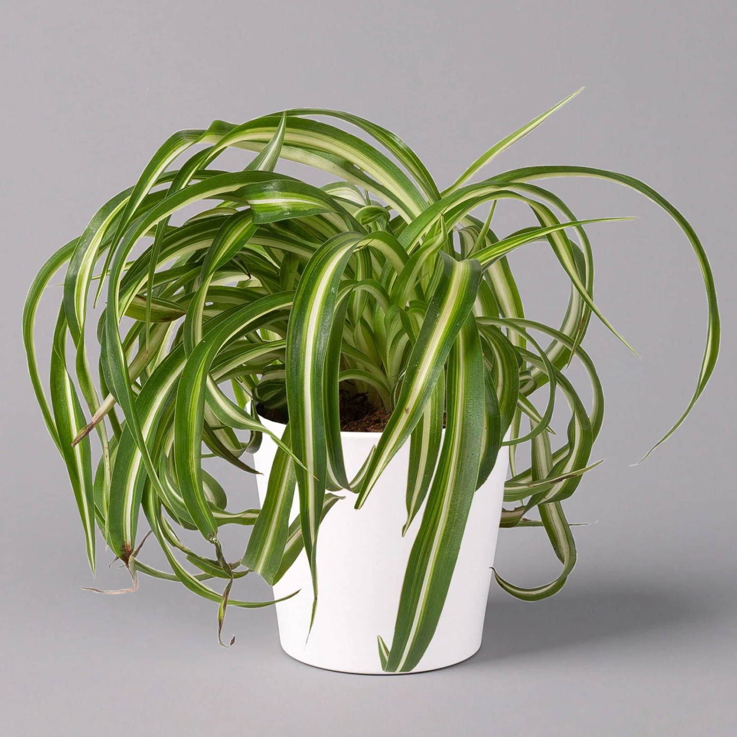 Grünlilie 'Bonnie' Mit Keramiktopf Dallas Weiß, Topf-Ø 12 Cm, 2er-Set 2 Grünlilie 'Bonnie' Mit Keramiktopf Dallas Weiß, Topf-Ø 12 Cm, 2er-Set - Image 2