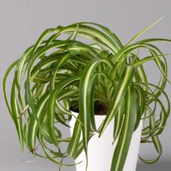 Grünlilie 'Bonnie' Mit Keramiktopf Dallas Weiß, Topf-Ø 12 Cm, 2er-Set 10 Grünlilie 'Bonnie' Mit Keramiktopf Dallas Weiß, Topf-Ø 12 Cm, 2er-Set -Zimmer & Garten Verkäufe 0220108252 Chlorophyt Bonnie in Topf Dallas weiss 2