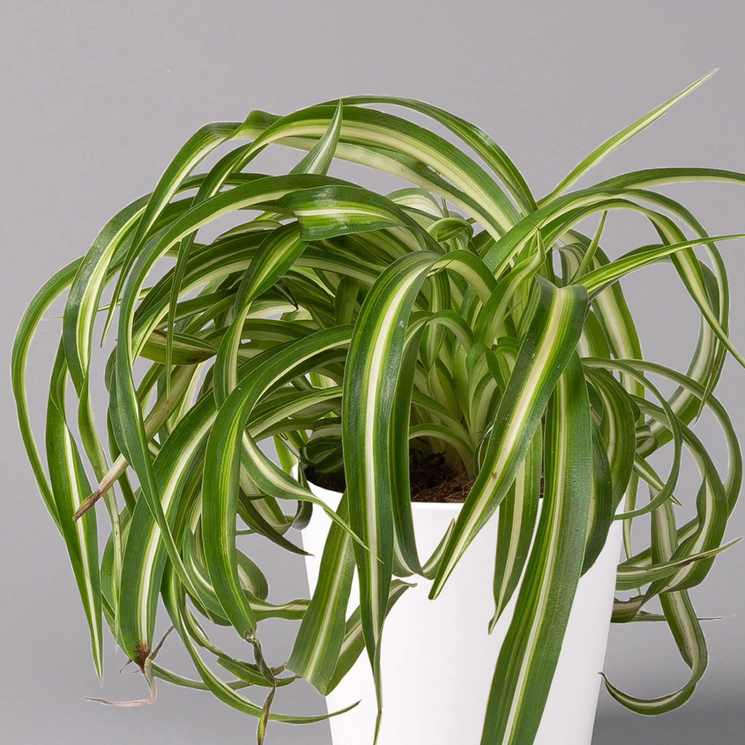 Grünlilie 'Bonnie' Mit Keramiktopf Dallas Weiß, Topf-Ø 12 Cm, 2er-Set 3 Grünlilie 'Bonnie' Mit Keramiktopf Dallas Weiß, Topf-Ø 12 Cm, 2er-Set - Image 3