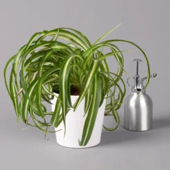 Grünlilie 'Bonnie' Mit Keramiktopf Dallas Weiß, Topf-Ø 12 Cm, Höhe Ca. 25 Cm -Zimmer & Garten Verkäufe 0220108254 Chlorophyt Bonnie in Topf Dallas weiss 32