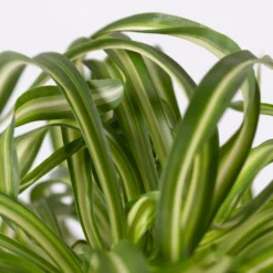 Grünlilie 'Bonnie' Mit Keramiktopf Dallas Weiß, Topf-Ø 12 Cm, Höhe Ca. 25 Cm -Zimmer & Garten Verkäufe 0220108254 Chlorophyt Bonnie in Topf Dallas weiss 42