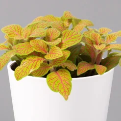 Fittonia 'Skeleton' Inkl. Keramiktopf Dallas Weiß, Topf-Ø 12 Cm, 2er-Set -Zimmer & Garten Verkäufe 0220108258 Fittonia Skeleton Topf Dallas weiss 2