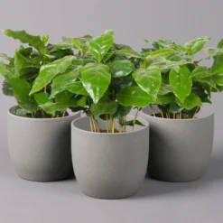 Kaffeepflanze, Topf-Ø 12 Cm, Höhe Ca. 25 Cm, 3er-Set