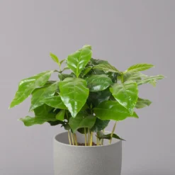 Kaffeepflanze, Topf-Ø 12 Cm, Höhe Ca. 25 Cm, 3er-Set -Zimmer & Garten Verkäufe 0220108271 Coffea arabica 3er Set 32