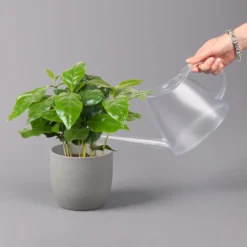 Kaffeepflanze, Topf-Ø 12 Cm, Höhe Ca. 25 Cm, 3er-Set -Zimmer & Garten Verkäufe 0220108271 Coffea arabica 3er Set 42