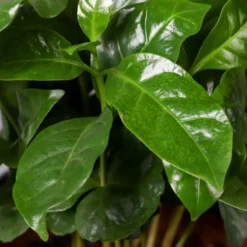 Kaffeepflanze, Topf-Ø 12 Cm, Höhe Ca. 25 Cm, 3er-Set -Zimmer & Garten Verkäufe 0220108271 Coffea arabica T12 3er Set 12cmT H25cm22